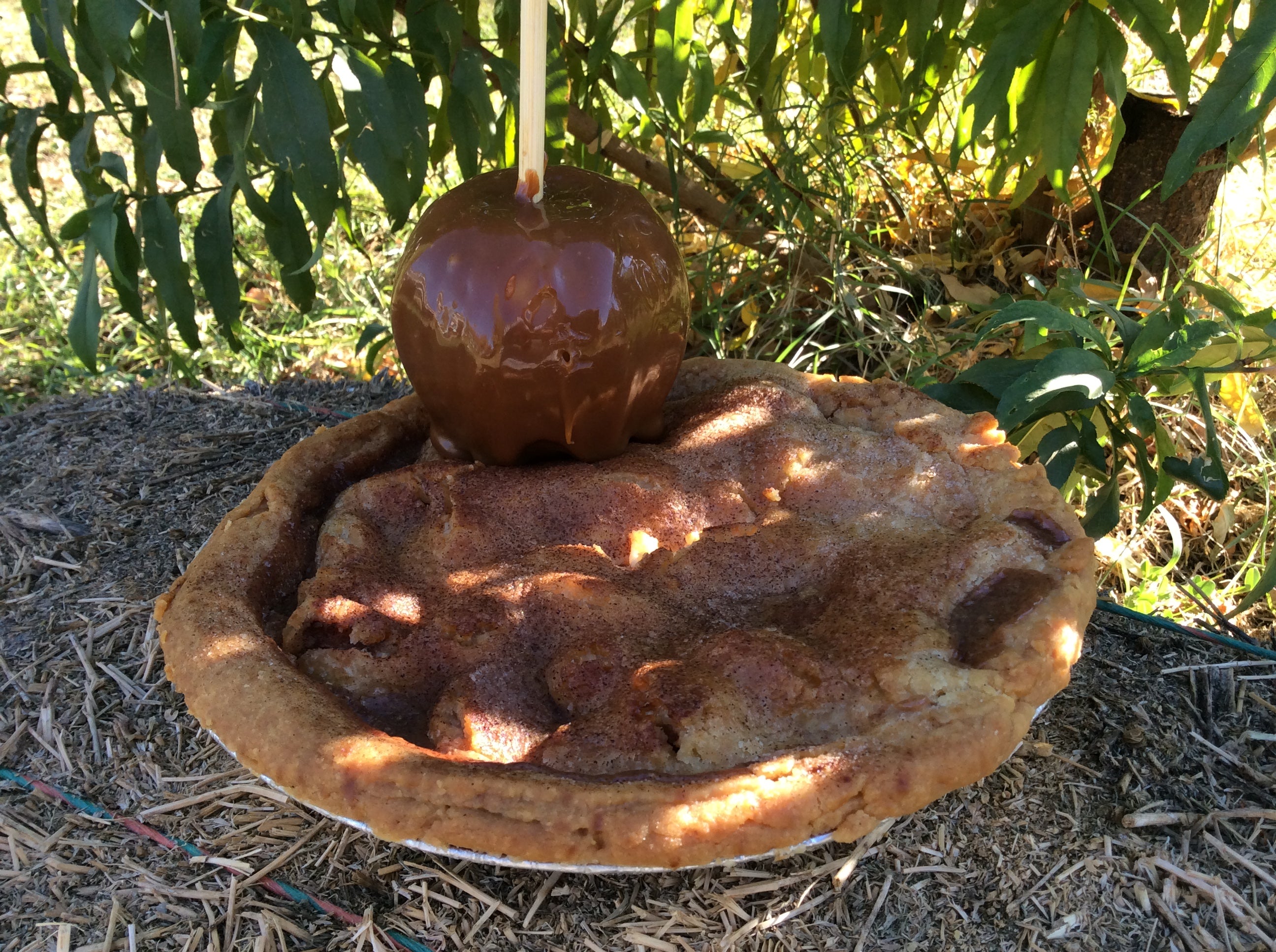 Caramel Apple Pie - a modern twist to an old Classic - Amadio Ranch