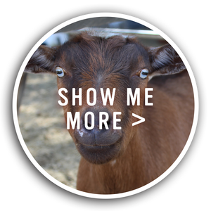 Show More